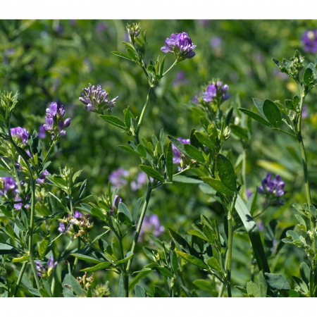Seminte cultura mare si plante furajere - Seminte de lucerna Valahia C1 - 1 kilogram
