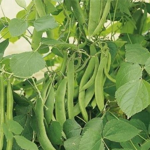 Fasole urcătoare - Seminte fasole Musica - 500 grame, lata de cultura verde deschis urcatoare