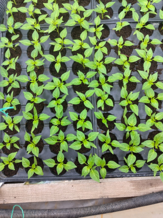 Seminte ardei gras MULTINA (E20B.20087) F1 - 500 seminte [4]