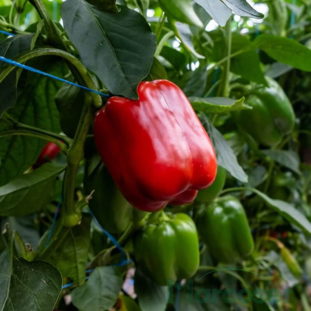 Seminte de ardei gras - Seminte ardei gras Olmo F1 (Maestral) - 250 seminte