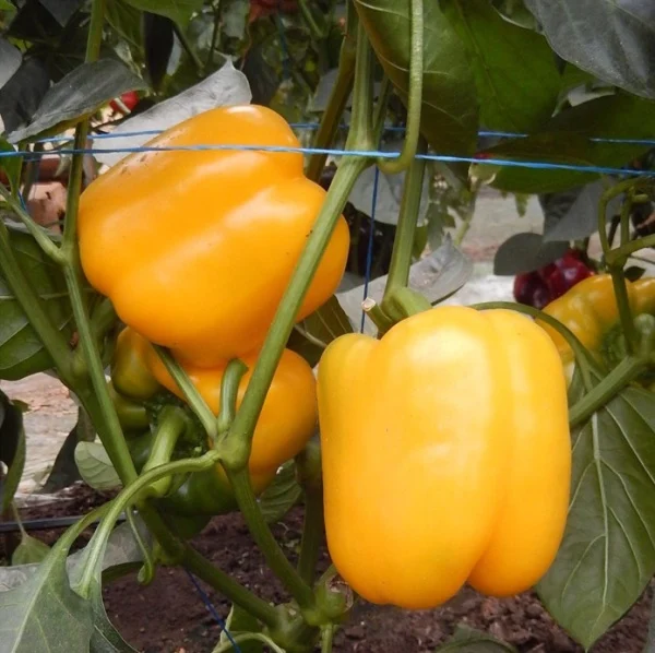 Seminte de ardei kapia - Seminte Ardei Insignia F1 - 100 Seminte