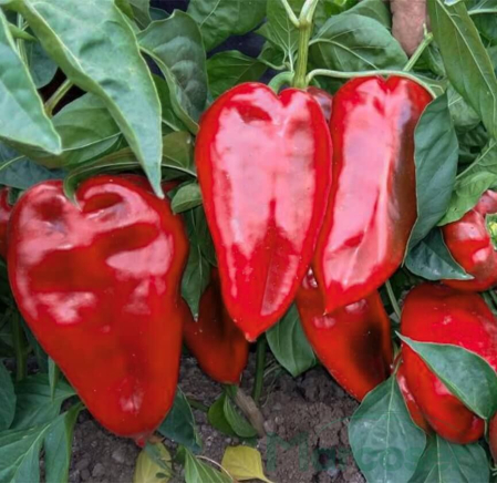 Seminte de ardei kapia - Seminte ardei Kapia Fan F1 - 250 seminte