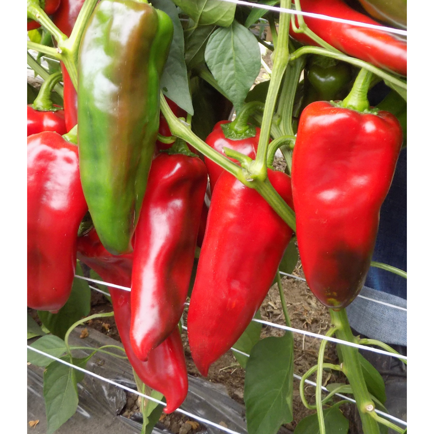 Seminte de ardei kapia - Seminte ardei Kapia Valira F1 (KAP 140502) - 1000 seminte