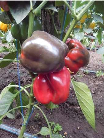 Seminte de ardei kapia - Seminte Ardei Patrol F1 - 100 Seminte