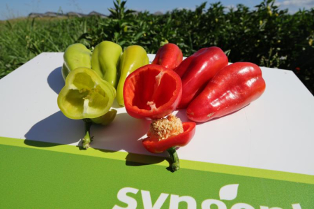 Seminte de ardei kapia - Seminte ardei SIMONA F1 - 500 seminte