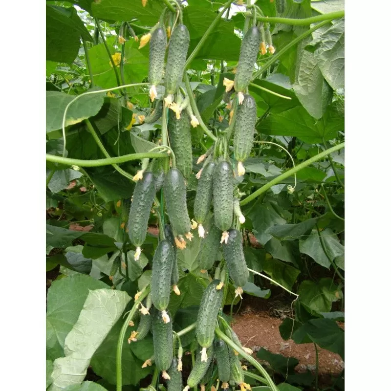 Seminte de legume - Seminte castraveti Capricorn F1 - 500 seminte