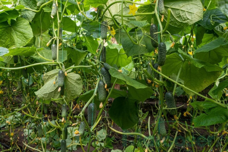 Seminte de castraveti - Seminte castraveti cornichon Passion F1 - 500 seminte
