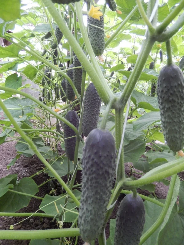 Seminte de castraveti - Seminte castraveti Kitto - 250 Seminte