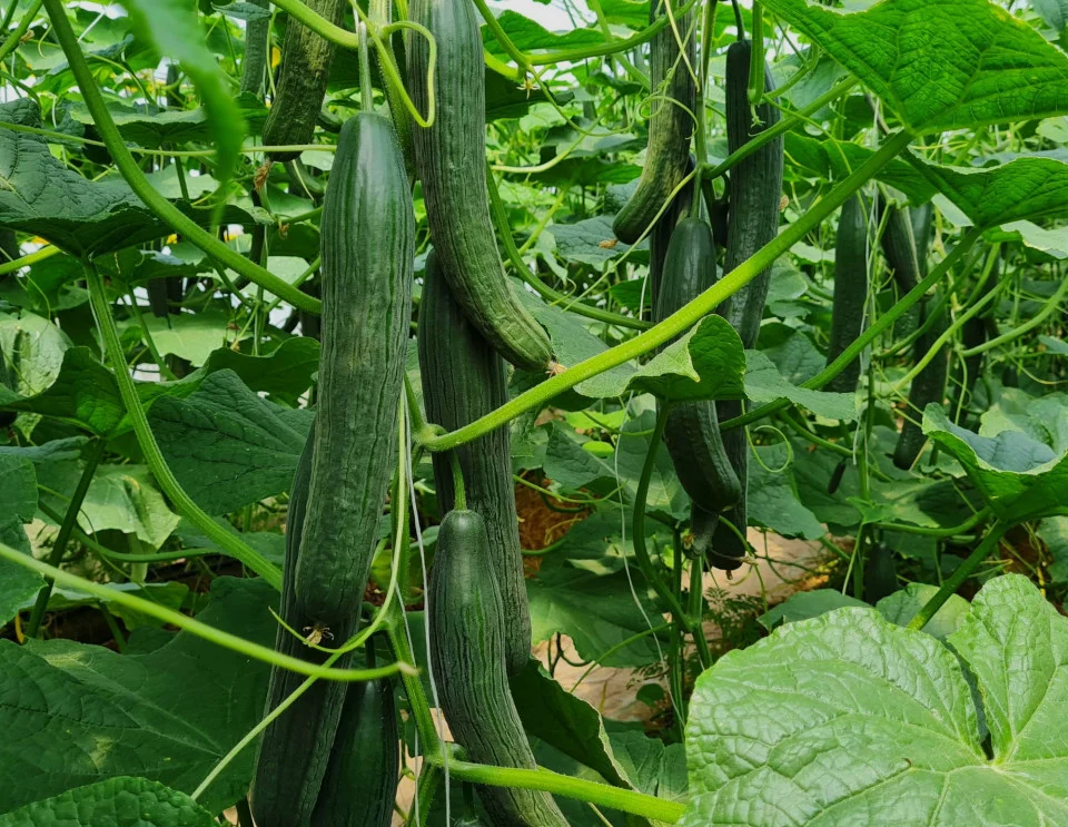 Seminte castraveti lungi Tejo F1 - 250 seminte [1]