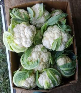 Seminte de conopida - Seminte conopidă Charlot F1 - 2.500 semințe