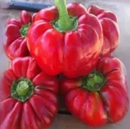 Seminte ardei Bucur, soi - 5000 seminte [1]