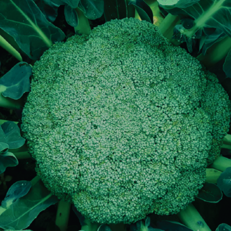 Seminte de broccoli - Seminte broccoli Agapia F1 - 1000 seminte