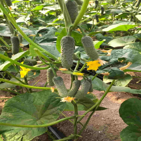 Seminte de legume - Seminte Castraveti Ilonara RZ F1 - 1000 semințe