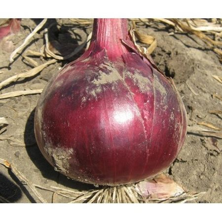 Seminte ceapa RED ZEPPELIN F1 - 250.000 semințe [2]