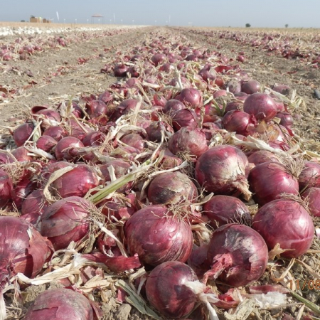 Seminte ceapa RED ZEPPELIN F1 - 250.000 semințe [1]