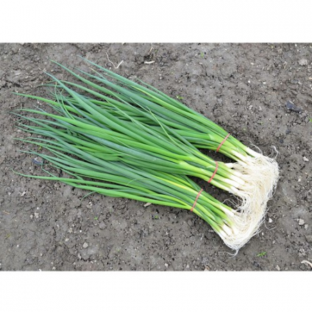 Seminte de ceapa - savel