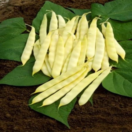 Fasole oloaga - Seminte fasole oloaga SERPEDOR - 1 kilogram