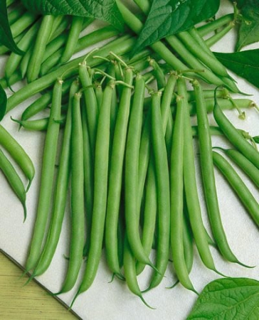 Seminte de legume - Seminte fasole verde  Slenderette - 1 kilogram , pitica tip fideluta, cu pastaie rotunda, fara ate