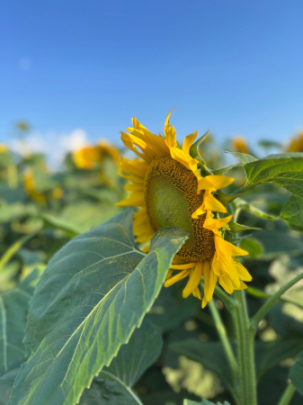 Semințe de floarea soarelui LG 50.479 SX, semi-timpuriu,  sac 150.000 seminte [2]