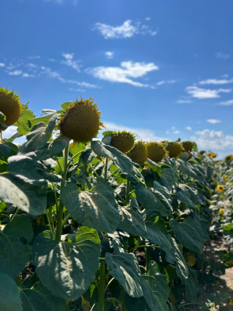 Semințe de floarea soarelui LG 50.479 SX, semi-timpuriu,  sac 150.000 seminte [3]