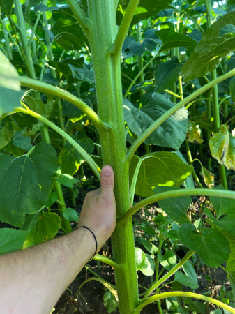 Semințe de floarea soarelui LG 50.479 SX, semi-timpuriu,  sac 150.000 seminte [4]