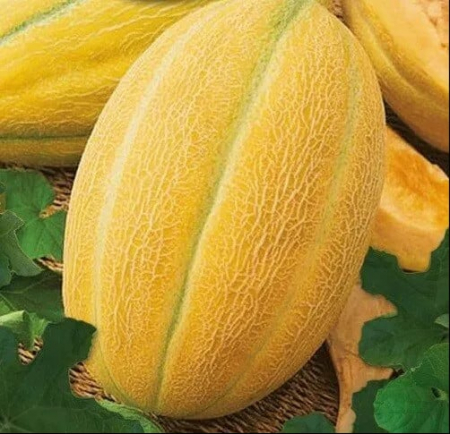 Seminte de pepeni galbeni - Seminte pepeni galbeni bulgaresti HYBRID 1 F1- 5 grame