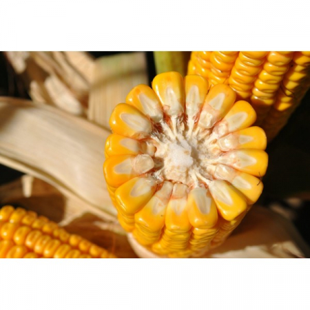 Samanta porumb LG 31.415 (Invador), semi-tardiv - sac 50.000 seminte [3]