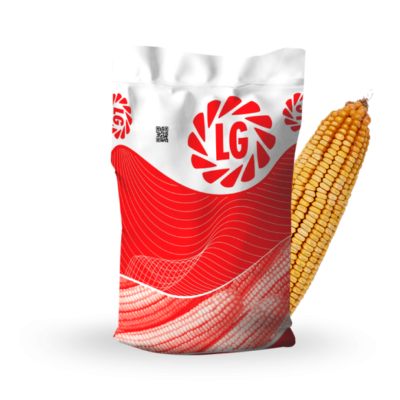 Seminte de porumb - Samanta porumb LG 31.377 FAO 370, semi-timpuriu - sac 50.000 seminte