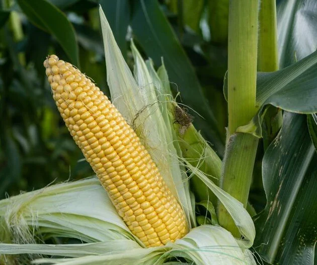 Seminte de legume - Seminte porumb super dulce SF201 F1 - 2500 seminte