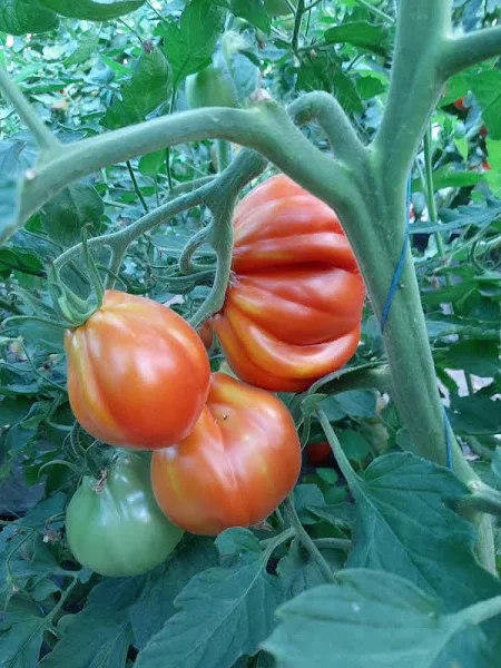 Nedeterminate - Seminte tomate CORAZON F1 (Inima de Albenga) - 250 seminte