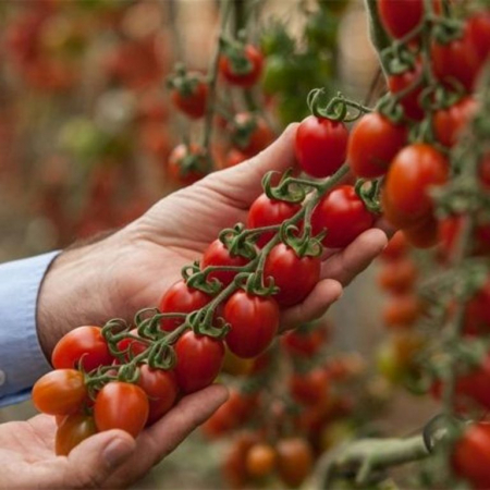 Tomate cherry - Seminte tomate DOLCETINI F1(GSPP) - 1000 seminte