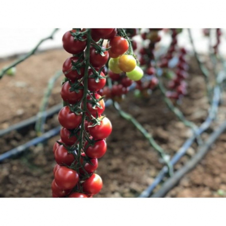 Tomate cherry - Seminte tomate GENIO F1 (GSPP) - 250 seminte