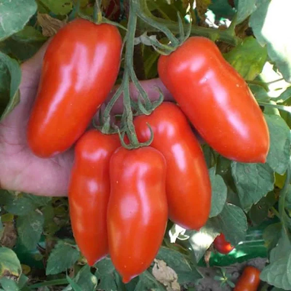 Nedeterminate - Seminte tomate GIULIETTA F1 (San Marzano) - 250 seminte