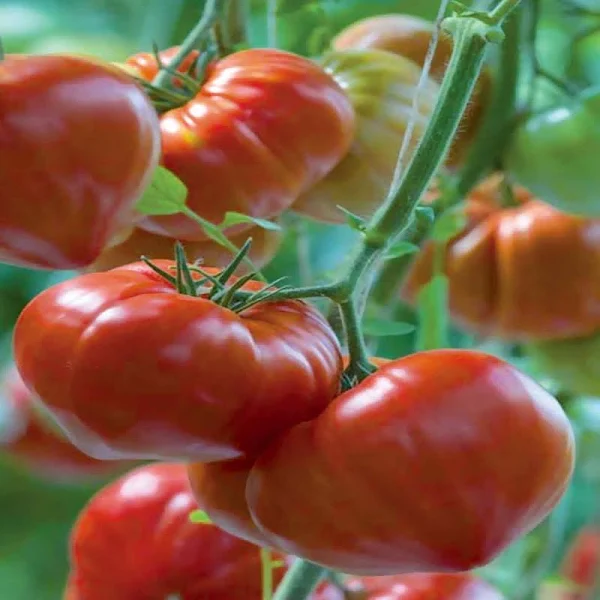 Nedeterminate - Seminte tomate GOURMANDIA F1 (Inima) - 250 seminte