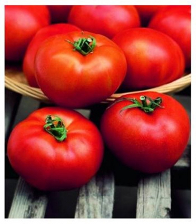 Determinate - Seminte tomate HECTOR F1 - 1000 seminte