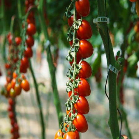 Tomate cherry - Seminte tomate LIPSO F1 (GSPP) - 1000 seminte