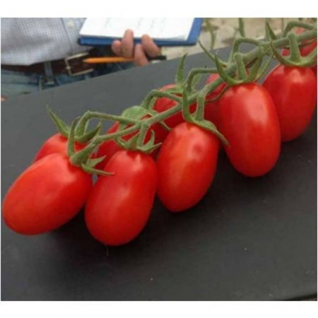 Tomate cherry - Seminte tomate MOJITOS F1 - 1000 seminte