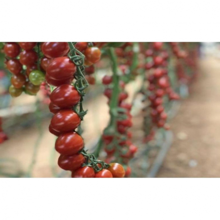 Tomate cherry - Seminte tomate TUTTI FRUTTI F1 - 250 seminte