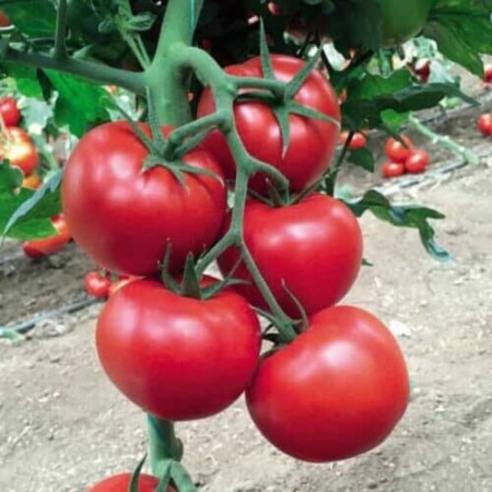 Seminte de legume - Seminte tomate 142-231 F1, nedeterminate - 500 semințe