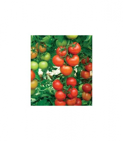 Seminte de legume - Seminte tomate ANTALYA RN F1, nedeterminate, 1000 seminte