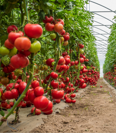 Seminte tomate BB2F1 (SVTH 3438 F1) - 500 semințe [2]