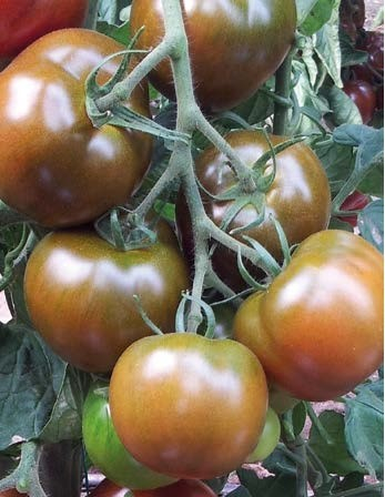 Seminte de legume - Seminte tomate BIG SACHER (132-283) F1, nedeterminate - 250 seminte
