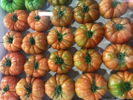 Seminte de legume - Seminte tomate Bocamegra F1 - 100 seminte, nedeterminate