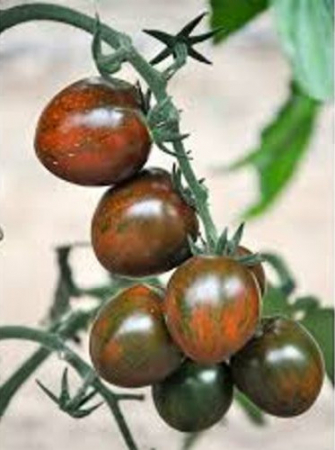 Tomate cherry - Seminte tomate Brown cherry (SAMBALINO) F1 172-857, nedeterminate - 100 seminte