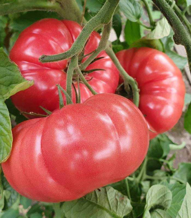 Nedeterminate - Seminte tomate BUFFALOPINK  - 250 seminte
