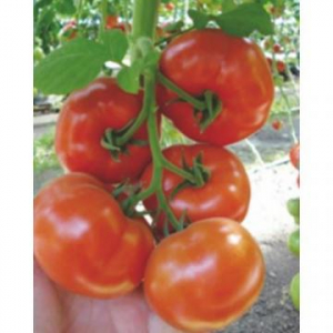 Seminte de legume - buran-f1