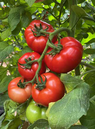 Nedeterminate - Seminte tomate CANOVA F1 - 250 seminte