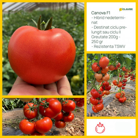 Seminte tomate CANOVA F1 - 250 seminte [2]