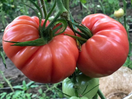 Seminte de legume - Seminte tomate Cassarosa F1, nedeterminate - 500 seminte