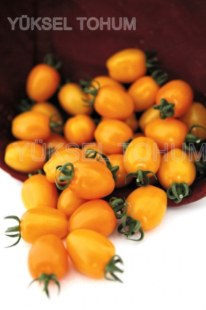 Nedeterminate - Seminte tomate Chick F1 142-550, nedeterminate - 100 seminte